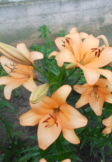 Natali (@natalya135228) — my photo № 1