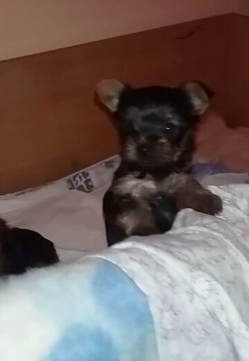 petar (@petar137) — my photo № 13