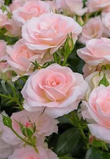 Natalya (@natalya336225) — my photo № 13