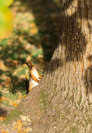 Natalі (@nataliyahamir) — my photo № 3