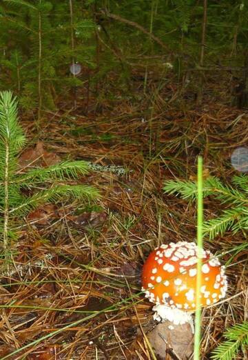 Nenaydennaya (@nenaydennaya0) — my photo № 1